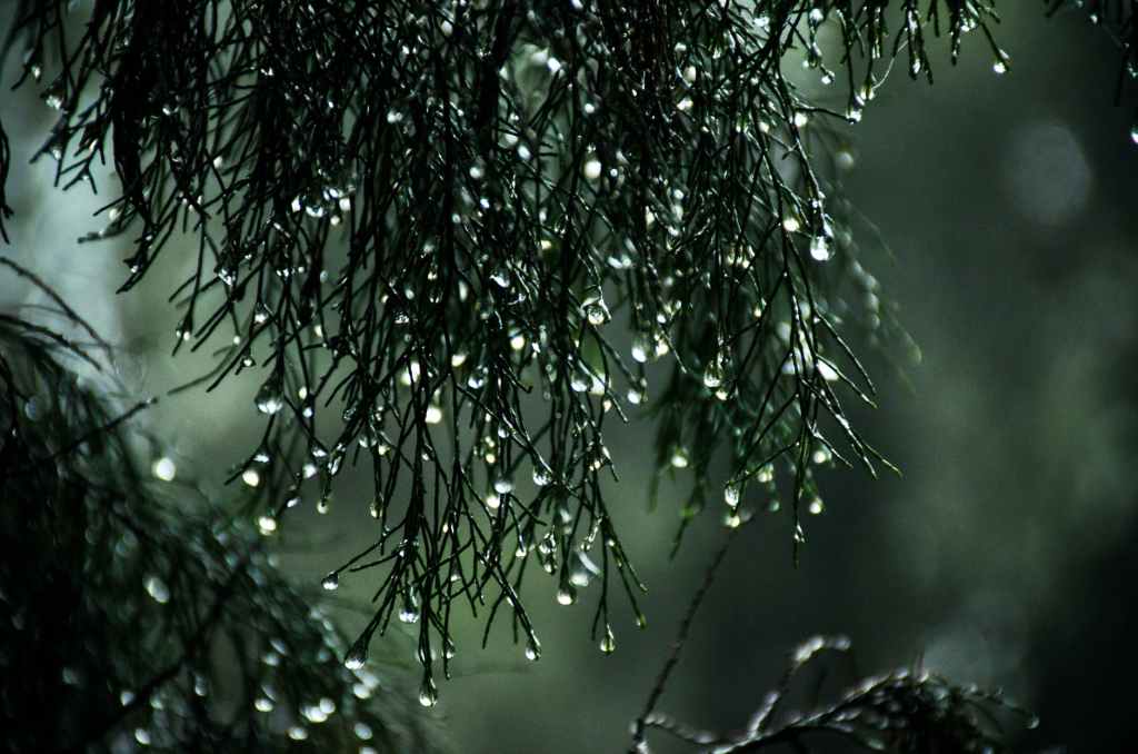 Haiku. The Rain…